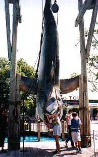 �W���[�Y�I