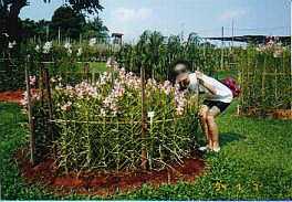 �I�[�L�b�h�E�K�[�f��